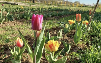 Pranzo tra i tulipani